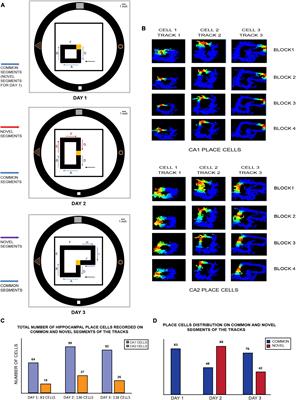 Dynamic Hippocampal CA2 Responses to Contextual Spatial Novelty